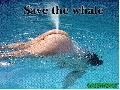 Save the Whale